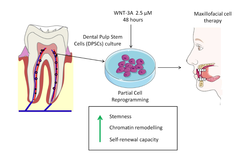 Effects of pulsing of light on the dentinogenesis of dental pulp stem cells in vitro